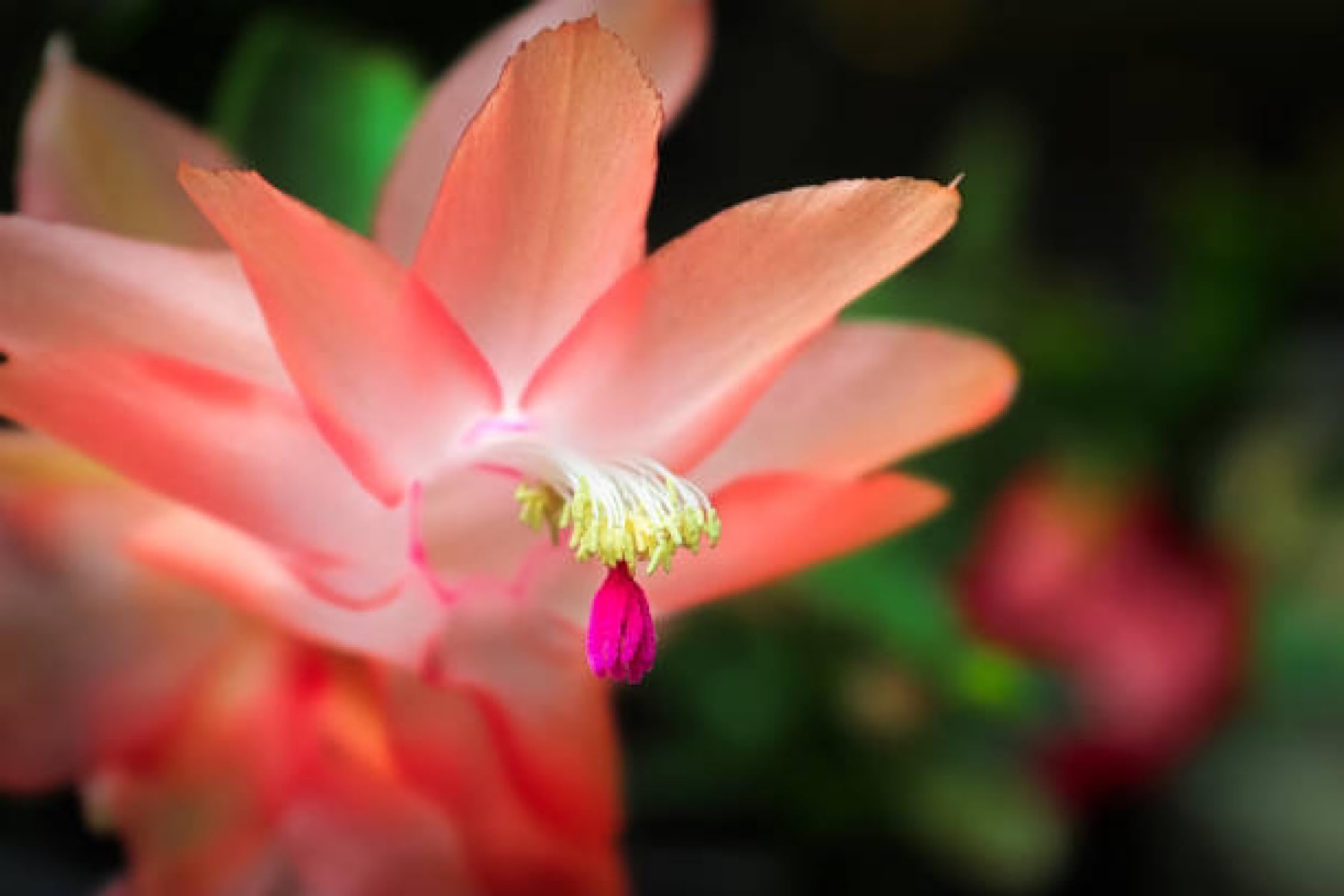 2" Peach Color Christmas Cactus Live Plant. (Peach)