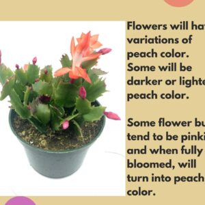 2" Peach Color Christmas Cactus Live Plant. (Peach)