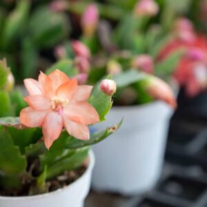 2" Peach Color Christmas Cactus Live Plant. (Peach)