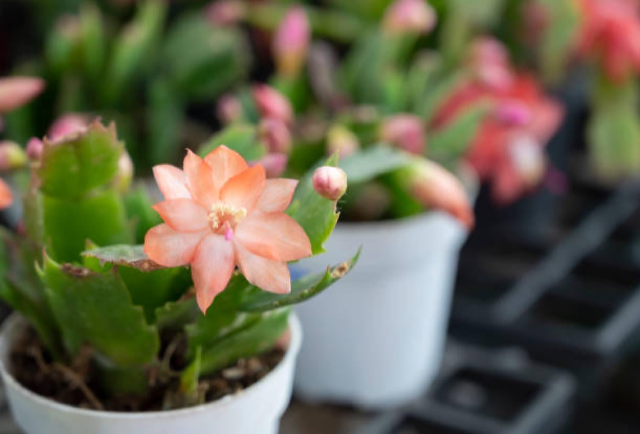 2" Peach Color Christmas Cactus Live Plant. (Peach)