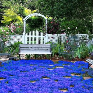 20000+ magic blue creeping thyme seeds for planting ground cover plants heirloom flowers perennial thyme non-gmo thymus serpyllum seed