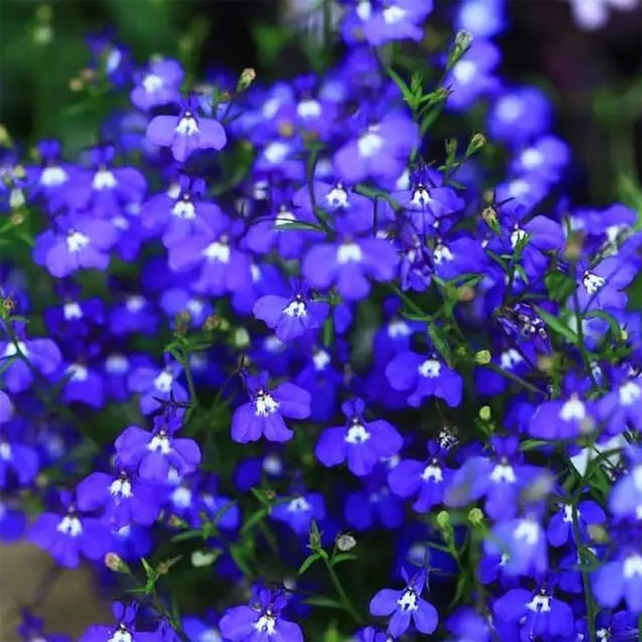 20000+ Magic Blue Creeping Thyme Seeds for Planting Ground Cover Plants Heirloom Flowers Perennial Thyme Non-GMO Thymus Serpyllum Seed