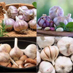4 mixed garlic bulbs for planting outdoors, heirloom garlic bulbs
