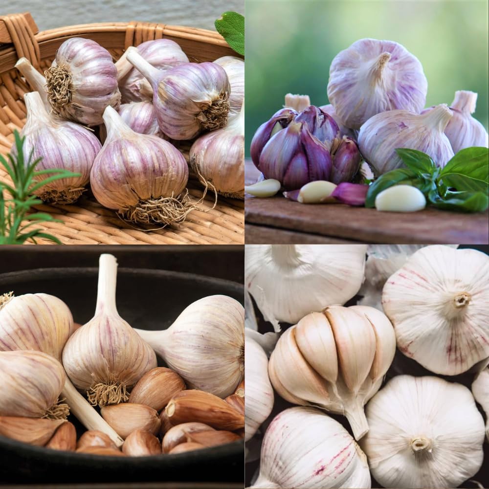 4 Mixed Garlic Bulbs for Planting Outdoors, Heirloom Garlic Bulbs