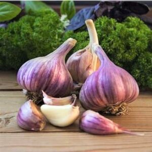 4 Mixed Garlic Bulbs for Planting Outdoors, Heirloom Garlic Bulbs