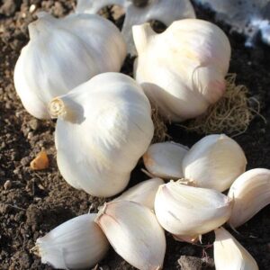 4 Mixed Garlic Bulbs for Planting Outdoors, Heirloom Garlic Bulbs