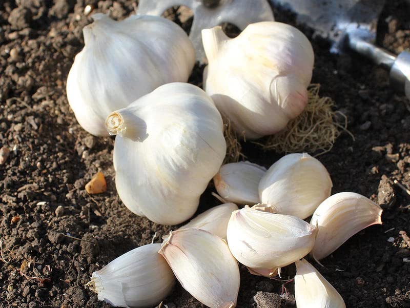 4 Mixed Garlic Bulbs for Planting Outdoors, Heirloom Garlic Bulbs