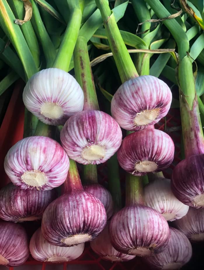 4 Mixed Garlic Bulbs for Planting Outdoors, Heirloom Garlic Bulbs