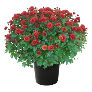 live flowering hardy chrysanthemum - red - colorful fall mums - 15" tall by 12" wide in 3 qt pot