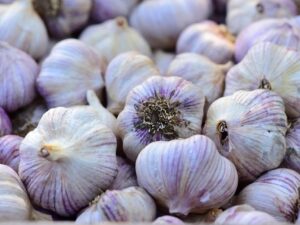 garlic bulb (2 pounds), fresh siberian hardneck garlic bulb for planting and growing your own garlic or eating