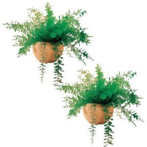 mysterious air fern, set of 2 – water & soil free house plant