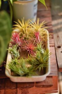 air plants live - home and garden decor - live house plants - easy care (6 pcs)