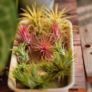 Air Plants Live - Home and Garden Decor - Live House Plants - Easy Care (6 pcs)