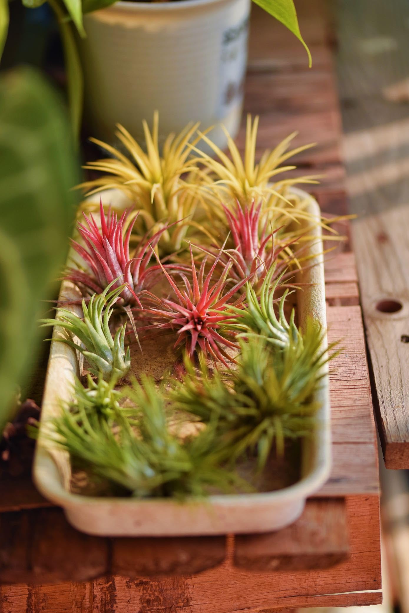 Air Plants Live - Home and Garden Decor - Live House Plants - Easy Care (6 pcs)