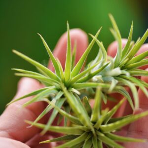 Air Plants Live - Home and Garden Decor - Live House Plants - Easy Care (6 pcs)