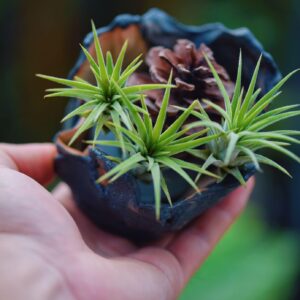 Air Plants Live - Home and Garden Decor - Live House Plants - Easy Care (6 pcs)