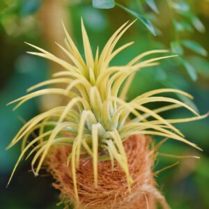 Air Plants Live - Home and Garden Decor - Live House Plants - Easy Care (6 pcs)