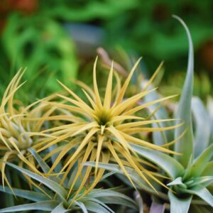 Air Plants Live - Home and Garden Decor - Live House Plants - Easy Care (6 pcs)