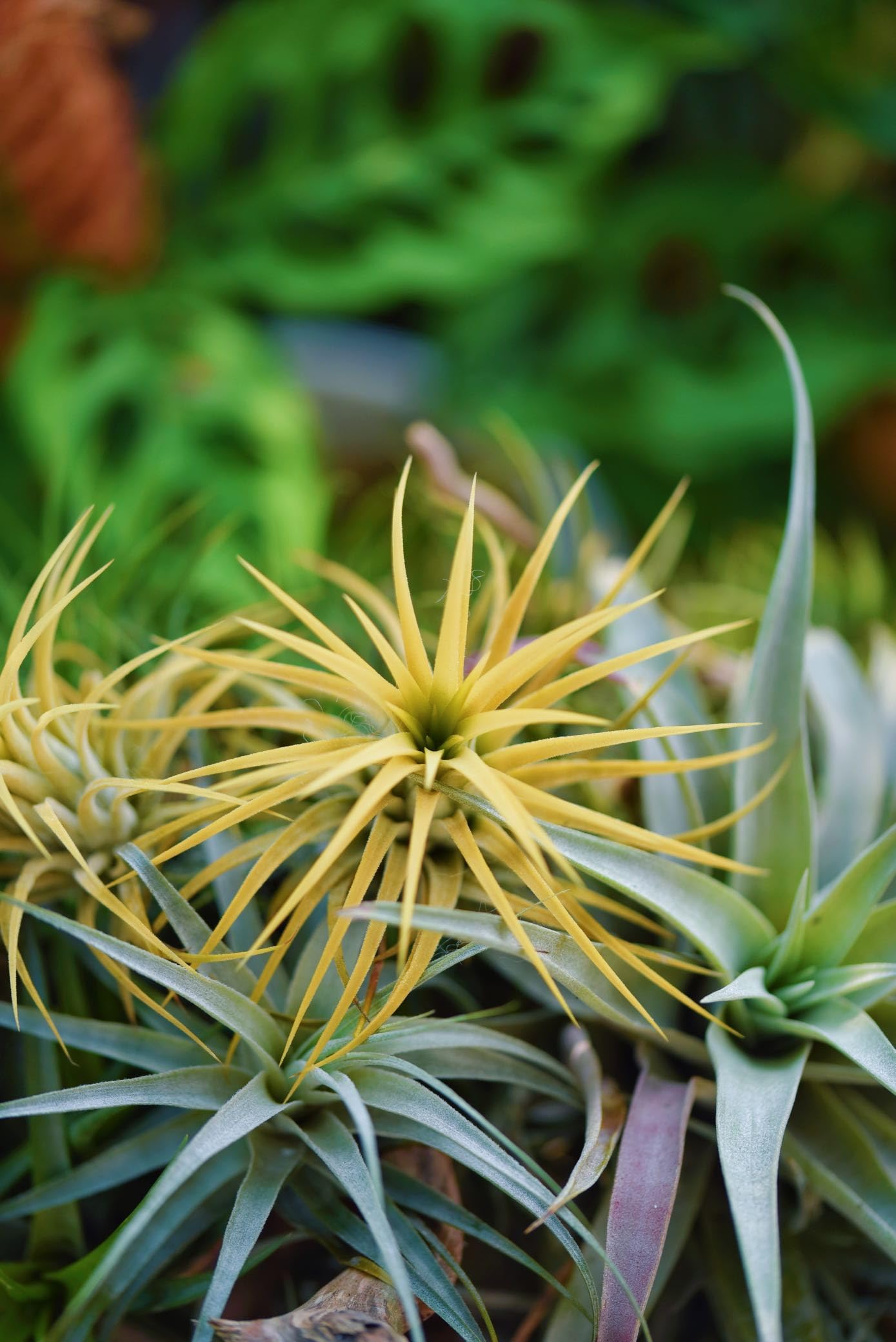 Air Plants Live - Home and Garden Decor - Live House Plants - Easy Care (6 pcs)