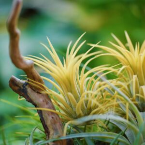 Air Plants Live - Home and Garden Decor - Live House Plants - Easy Care (6 pcs)