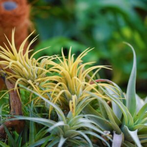 Air Plants Live - Home and Garden Decor - Live House Plants - Easy Care (6 pcs)