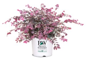 proven winner jazz hands loropetalum, 2 gal, variegated pink and white foliage