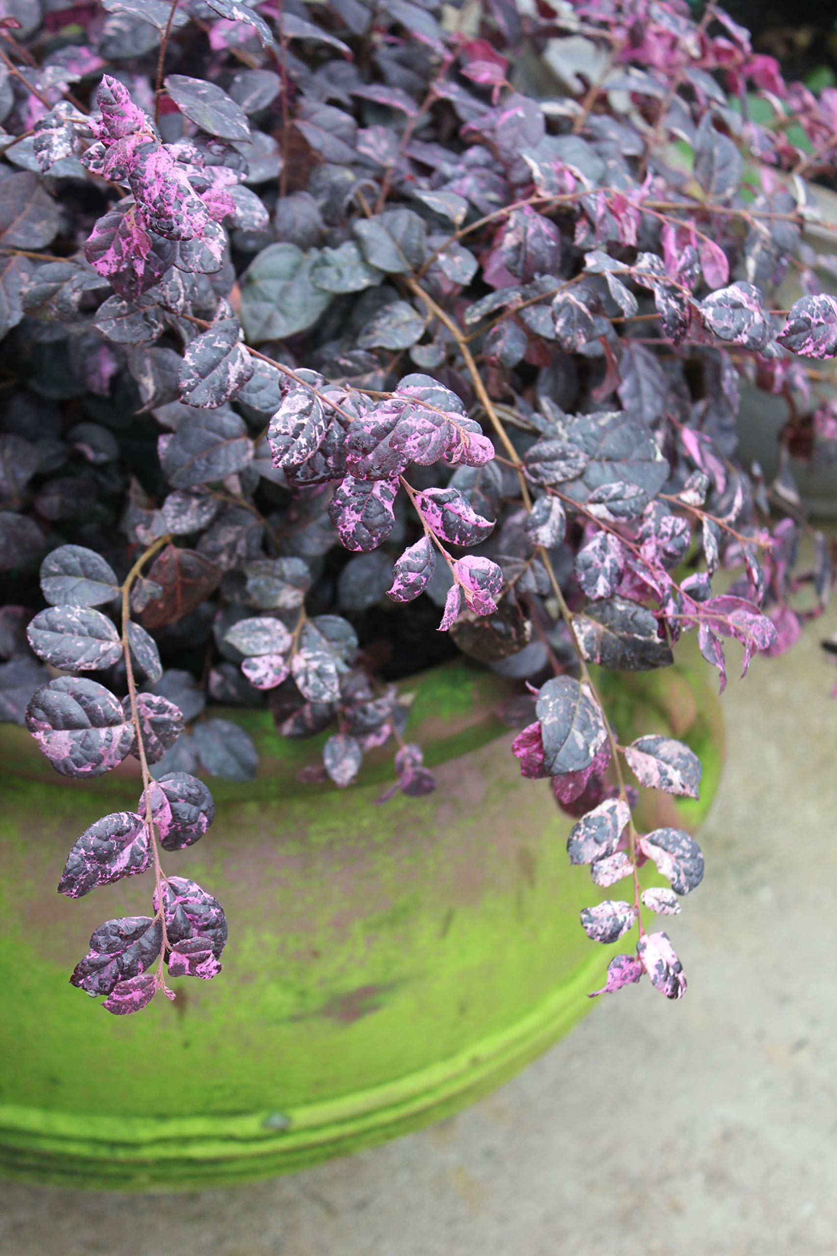 Proven Winner Jazz Hands Loropetalum, 2 Gal, Variegated Pink and White Foliage