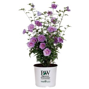 proven winner chiffon hibiscus, 2 gal, dark lavender flowers