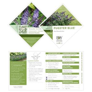 Proven Winner Pugster Buddleia, True-Blue Flowers, 2 Gal. (Pugster Blue)