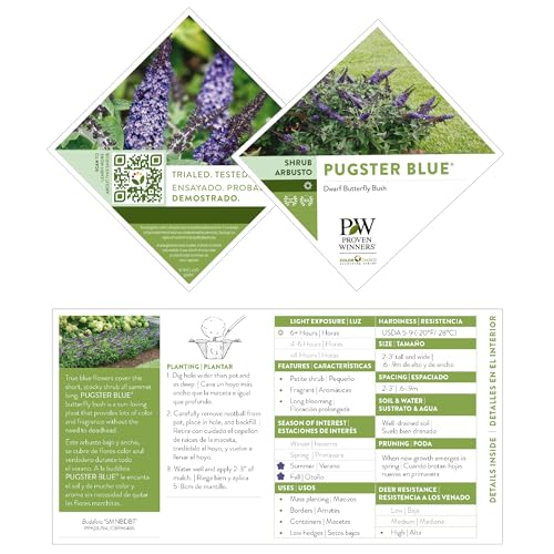 Proven Winner Pugster Buddleia, True-Blue Flowers, 2 Gal. (Pugster Blue)
