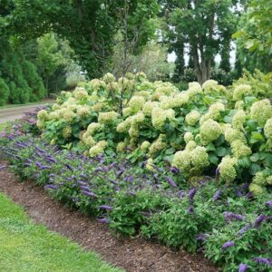 Proven Winner Pugster Buddleia, True-Blue Flowers, 2 Gal. (Pugster Blue)