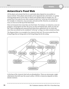 antarctica: wildlife food web