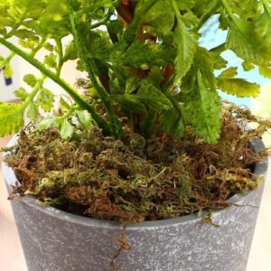 Garneck Artificial Fake Moss Lifelike Green Moss for Potted Plants Home Garden Patio Crafts Centerpieces Decor