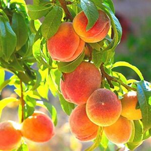 pixies gardens la feliciana peach tree plant sweet and tangy yellow flecked with red firm flesh (3 gallon potted)