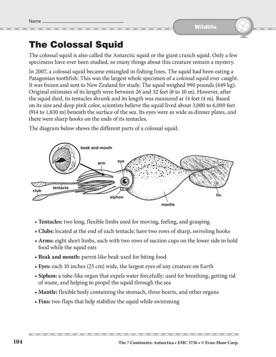 Antarctica Wildlife: The Colossal Squid