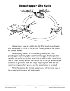 grasshopper life cycle