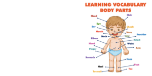 learning vocabulary body parts