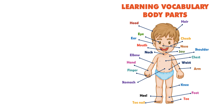 Learning Vocabulary Body Parts