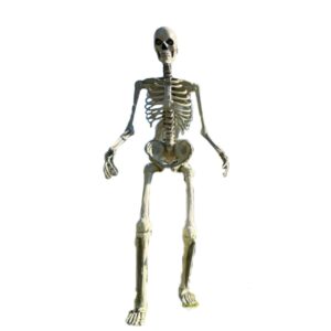 home accents 12 ft. giant-sized skeleton with lifeeyes