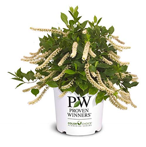 Premier Plant Solutions 10998 Proven Winners Sweetspire Itea Virginica Little Henry, 3 Gallon