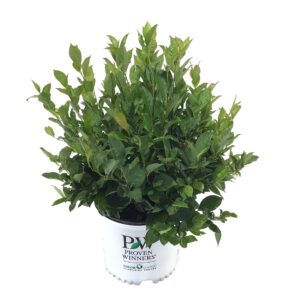 Premier Plant Solutions 10998 Proven Winners Sweetspire Itea Virginica Little Henry, 3 Gallon