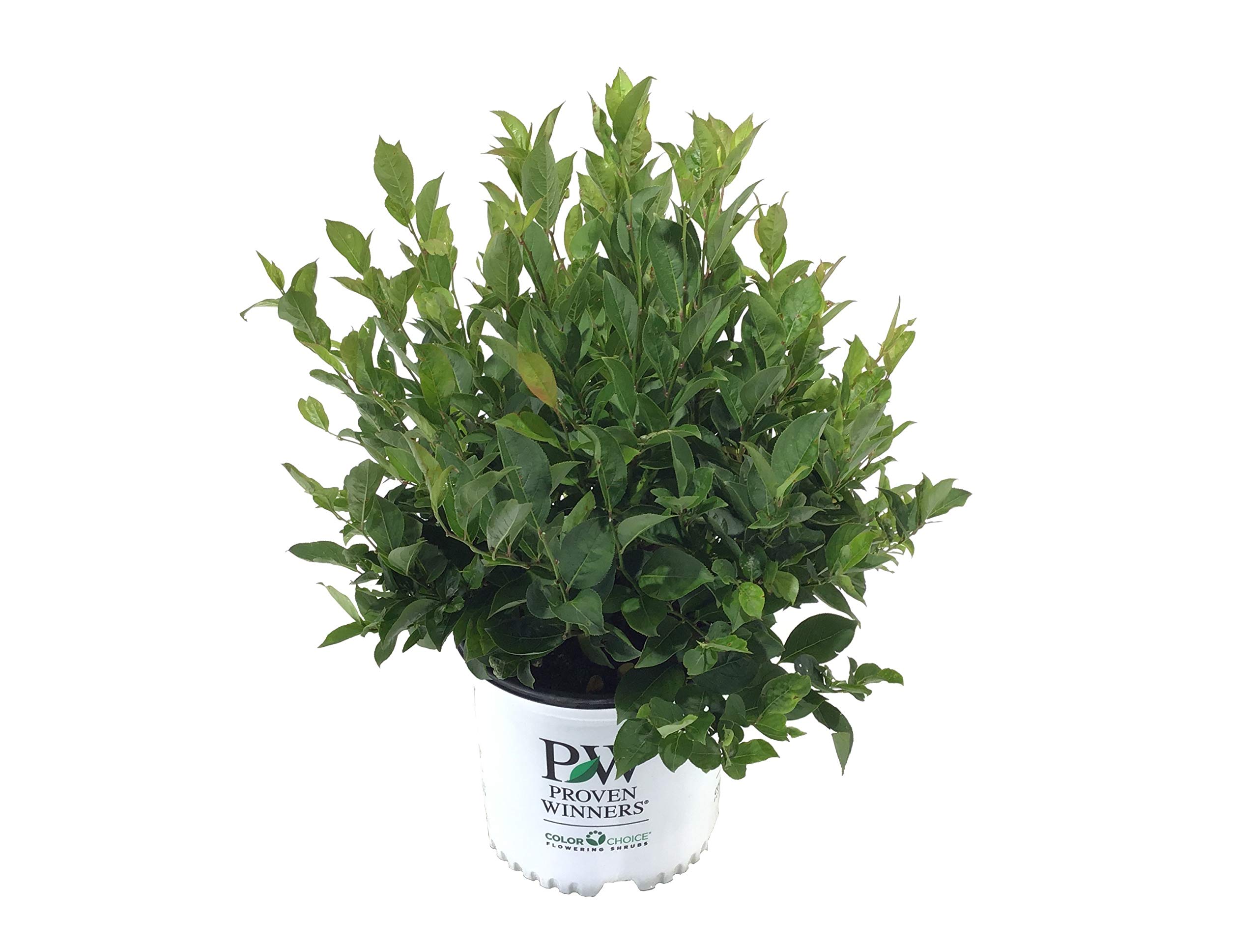 Premier Plant Solutions 10998 Proven Winners Sweetspire Itea Virginica Little Henry, 3 Gallon