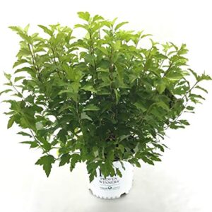 Premier Plant Solutions 21122 Proven Winner Ninebark (Physocarpus O.) Festivus Gold, 3 Gallon