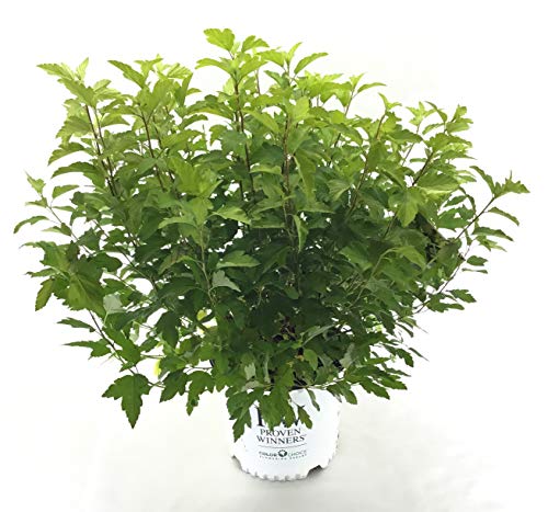 Premier Plant Solutions 21122 Proven Winner Ninebark (Physocarpus O.) Festivus Gold, 3 Gallon