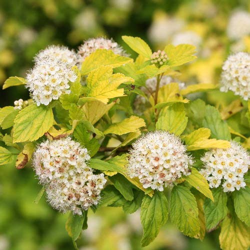 Premier Plant Solutions 21122 Proven Winner Ninebark (Physocarpus O.) Festivus Gold, 3 Gallon