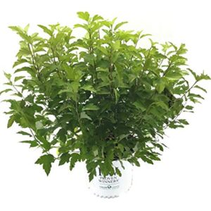 Premier Plant Solutions 21122 Proven Winner Ninebark (Physocarpus O.) Festivus Gold, 3 Gallon