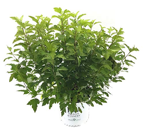 Premier Plant Solutions 21122 Proven Winner Ninebark (Physocarpus O.) Festivus Gold, 3 Gallon