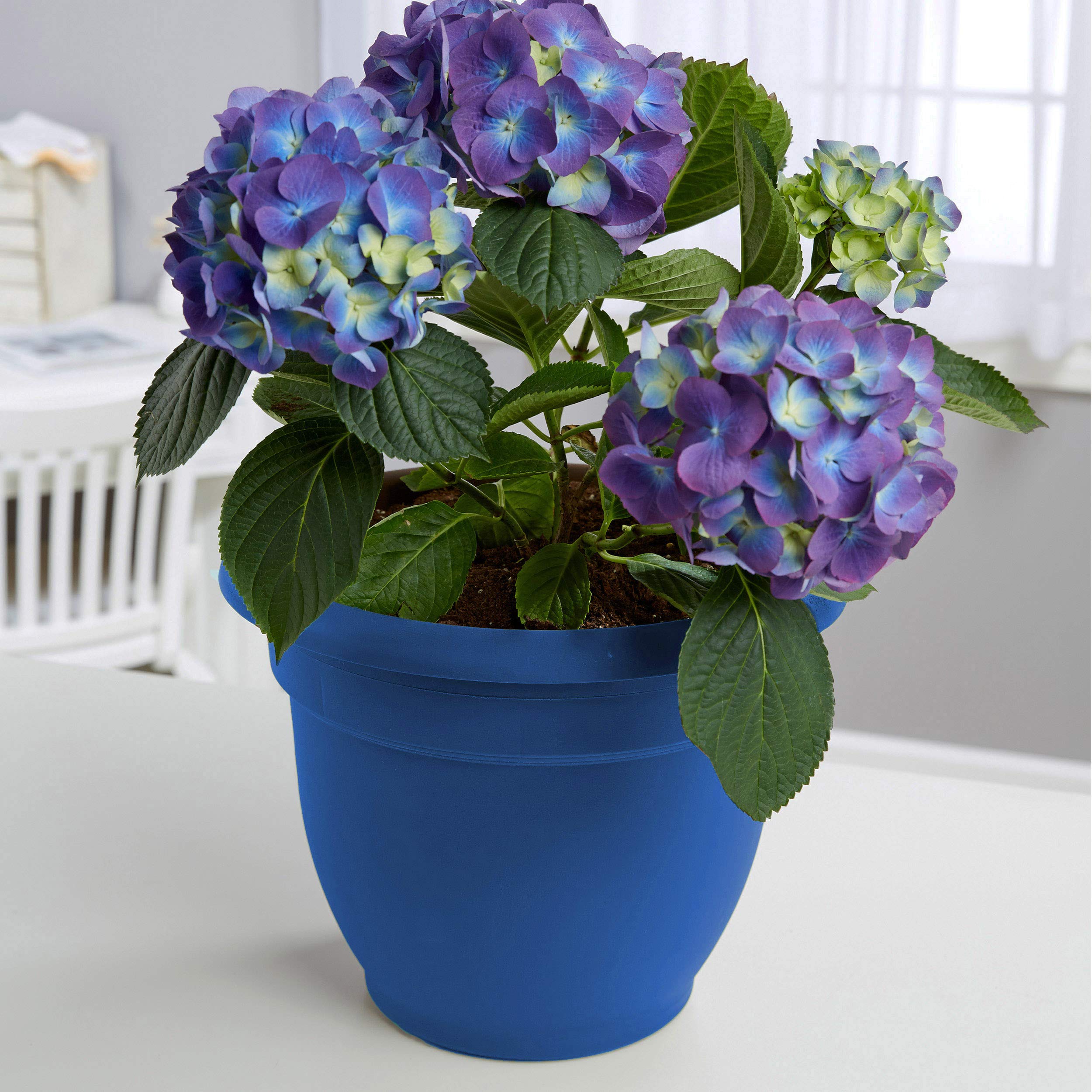 Bloem Ariana Self Watering Planter 8" Classic Blue (AP0833)