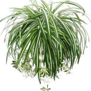 artificial chlorophytum silk flowers, flowers spider plant fake greenery faux plant hanging basket ivy green leaves wall hanging plants for home garden office wedding decoration (green , one size )