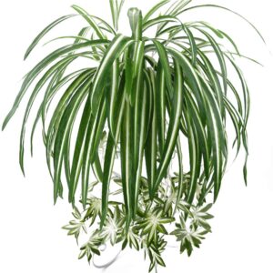 Artificial Chlorophytum Silk Flowers, Flowers Spider Plant Fake Greenery Faux Plant Hanging Basket Ivy Green Leaves Wall Hanging Plants for Home Garden Office Wedding Decoration (Green , One Size )